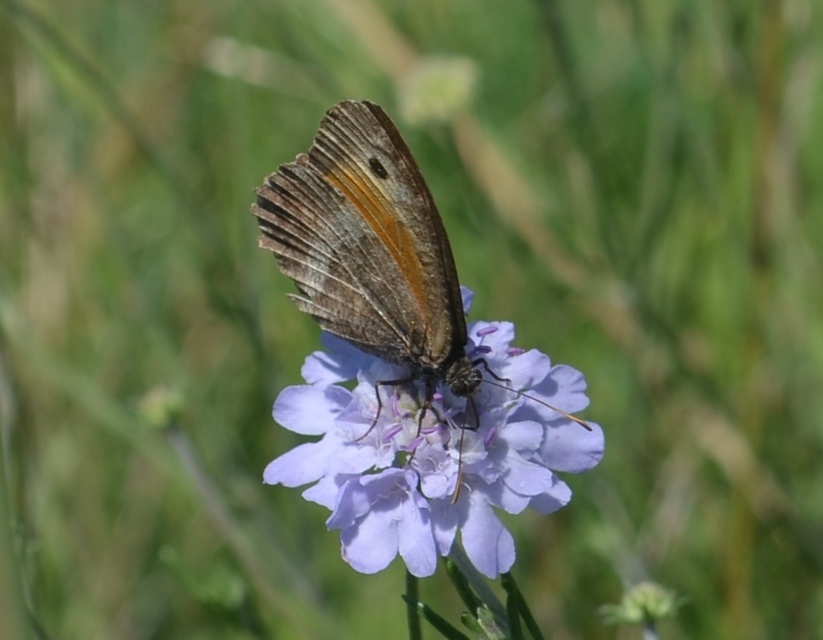 Arethusana arethusa - közönséges szemeslepke