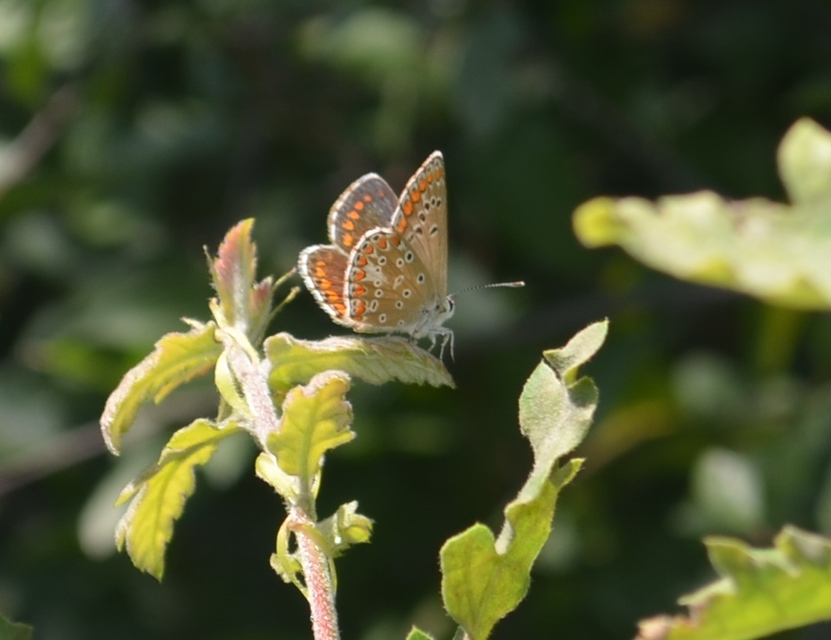 Aricia agestis - szerecsenboglárka