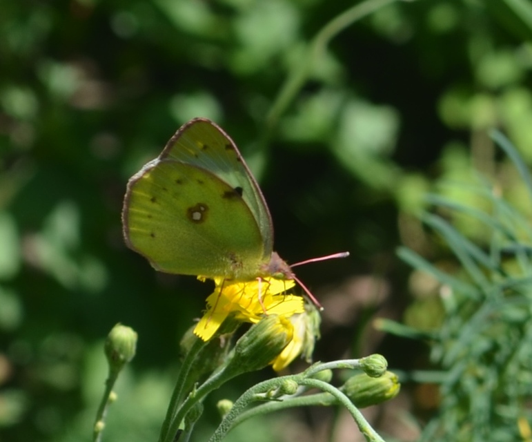 Colias hyale/alfacariensis