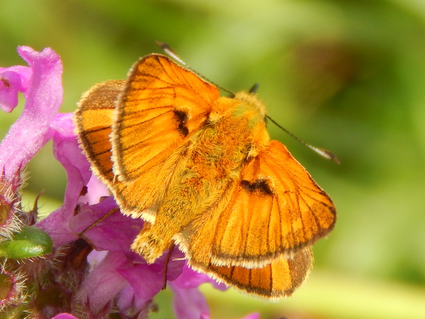 Ochlodes sylvanus - erdei busalepke