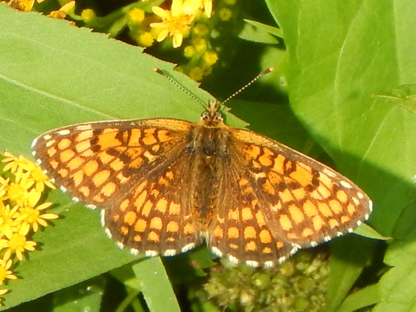 Melitaea athalia/aurelia/britomartis