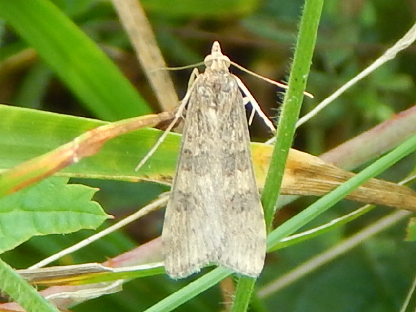 Nomophila noctuella - közönséges vándormoly