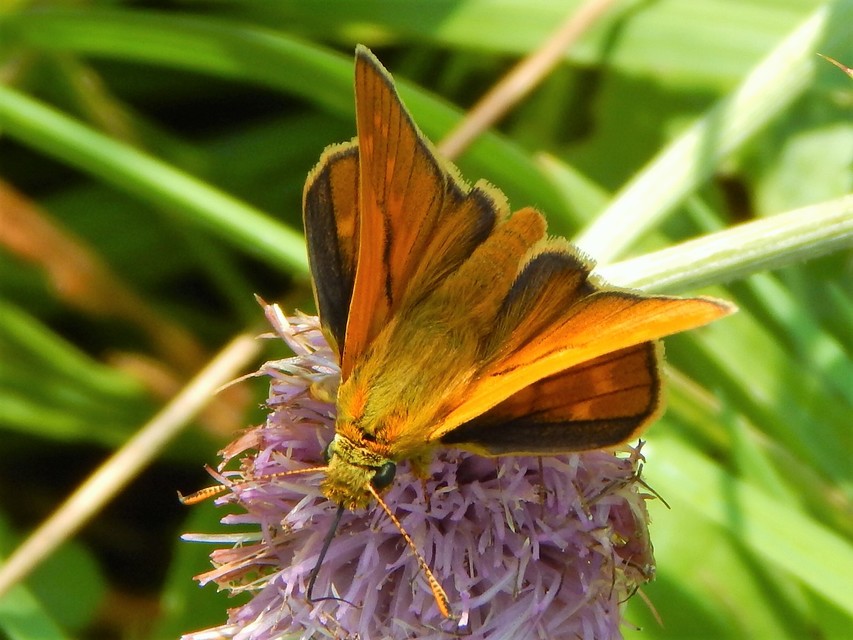 Ochlodes sylvanus - erdei busalepke