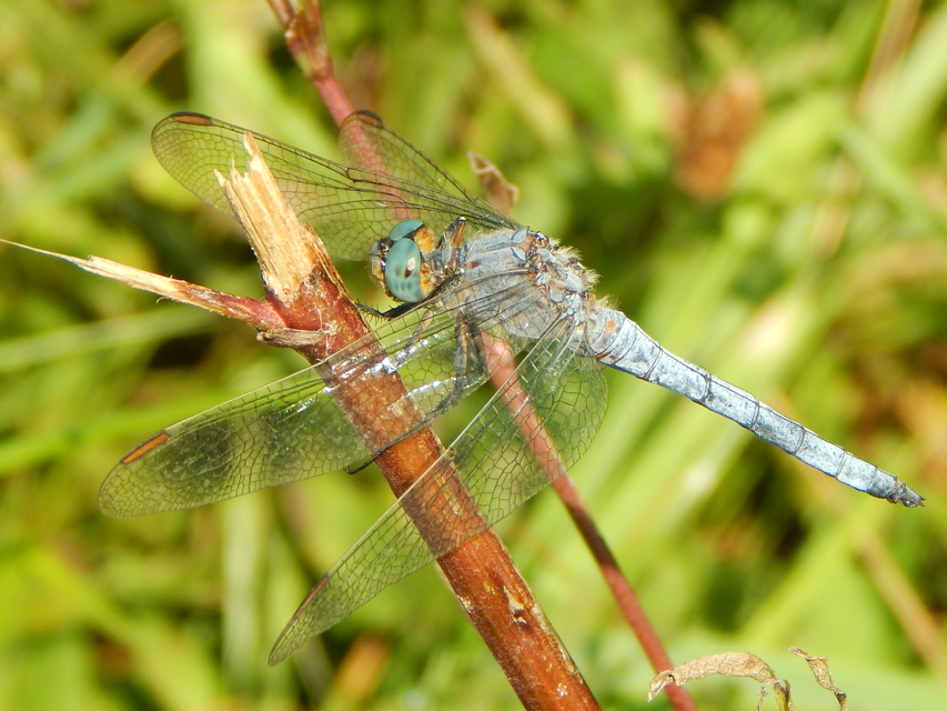 Orthetrum coerulescens - karcsú pásztorszitakötő