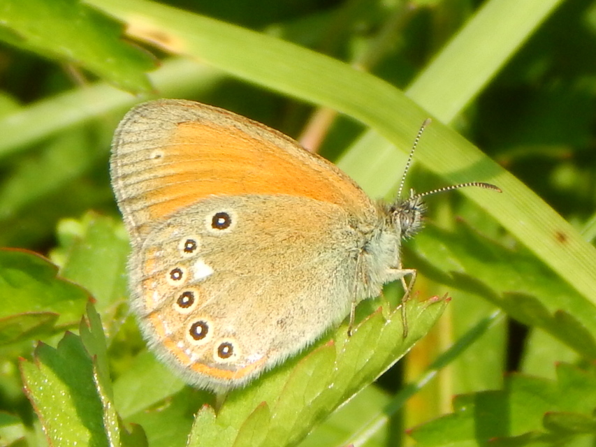 Coenonympha glycerion - közönséges szénalepke