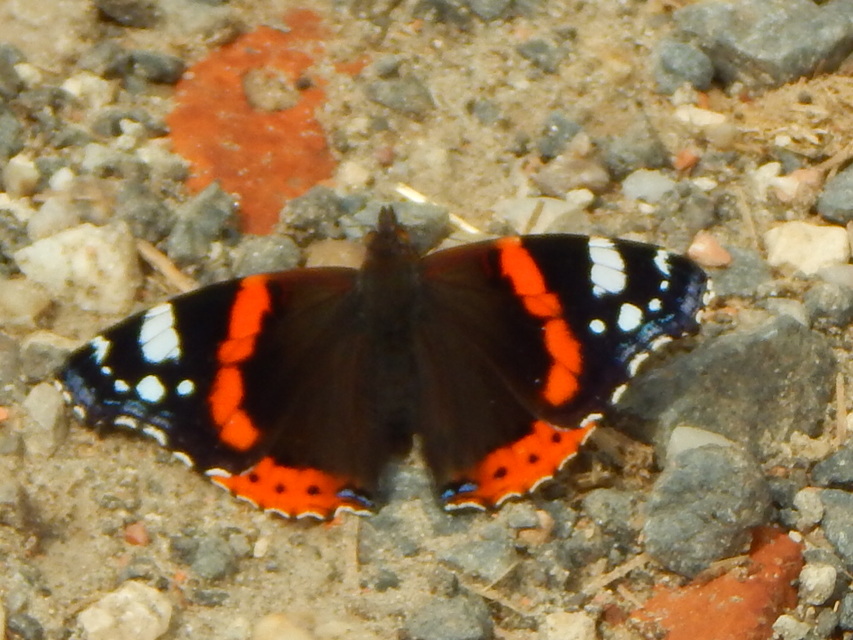 Vanessa atalanta - atalantalepke