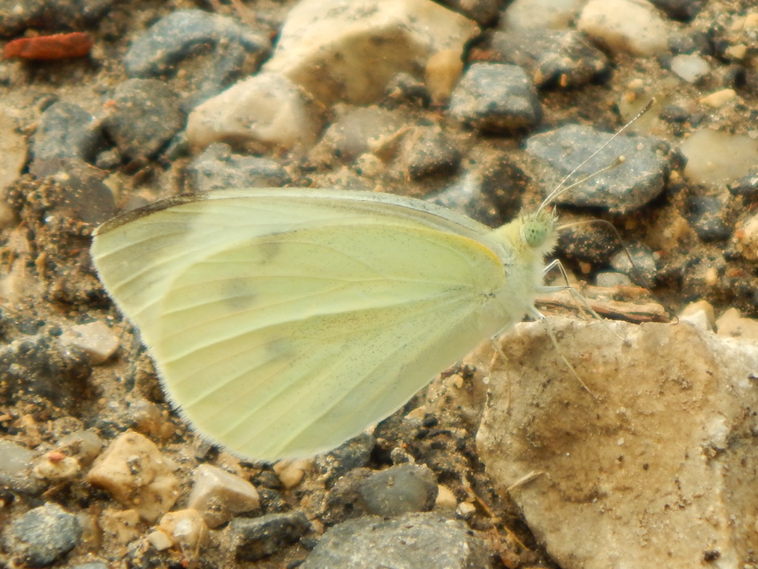 Pieris rapae - répalepke