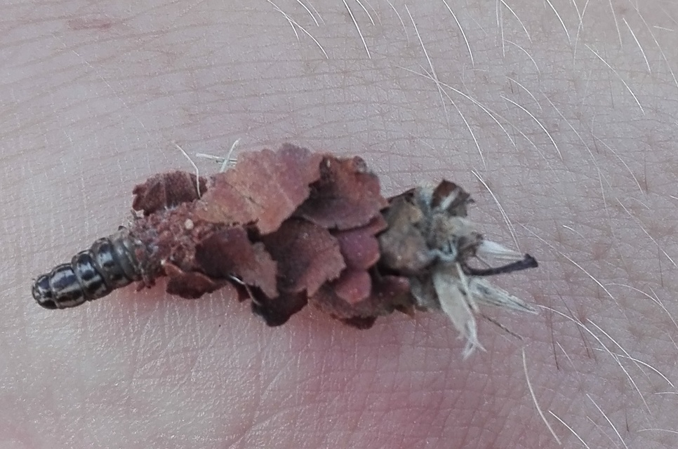 Coleophoridae - zsákhordómolyfélék