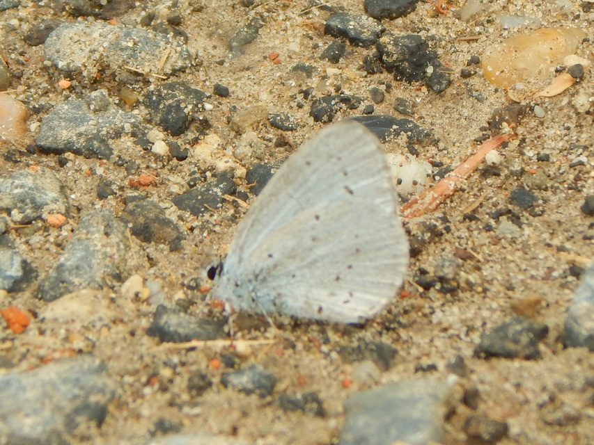 Celastrina argiolus - bengeboglárka