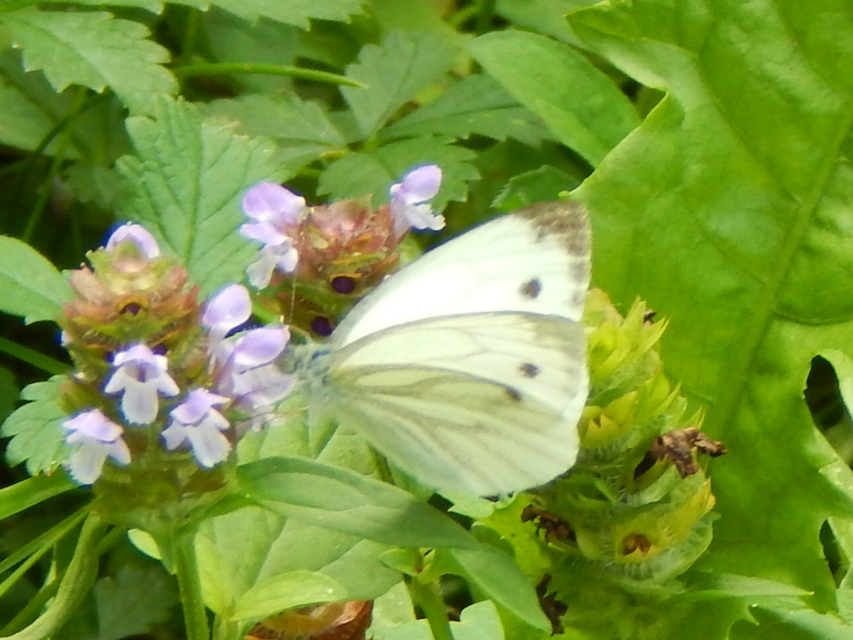 Pieris napi - repcelepke