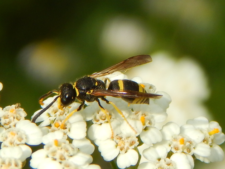 Ancistrocerus