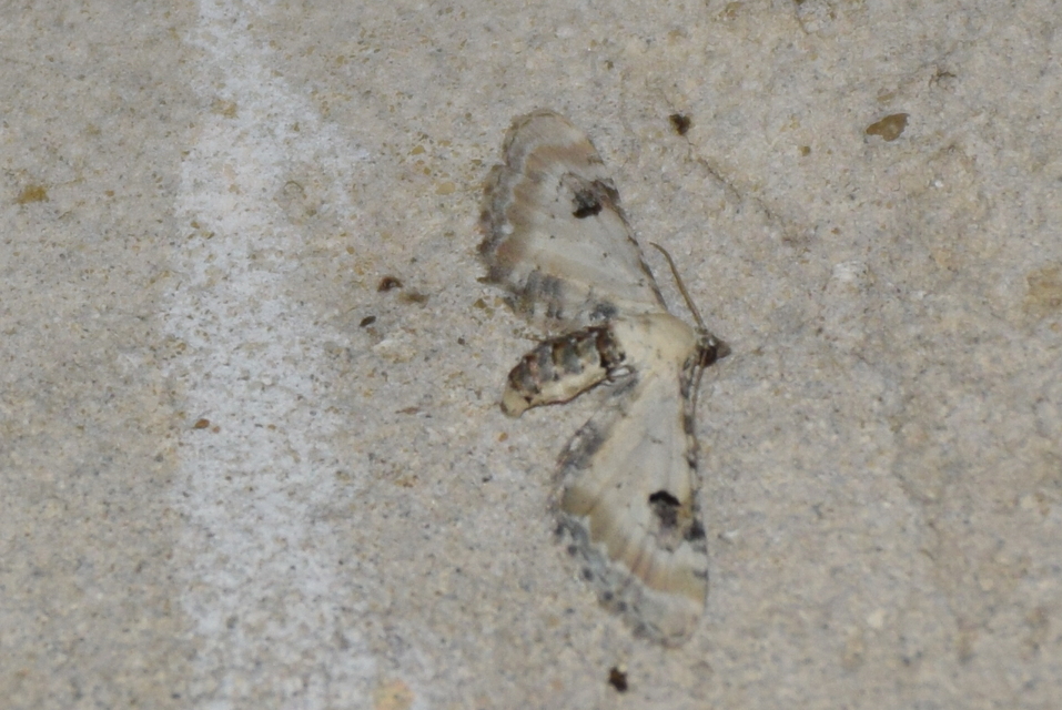Eupithecia centaureata - búzavirág-törpearaszoló