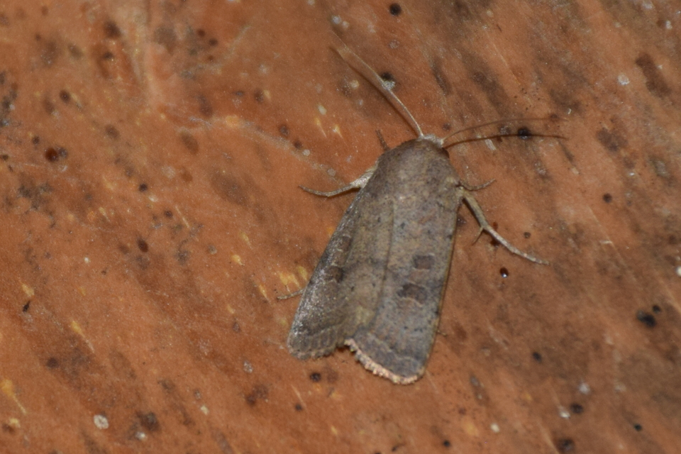Hoplodrina octogenaria - barna selymesbagoly