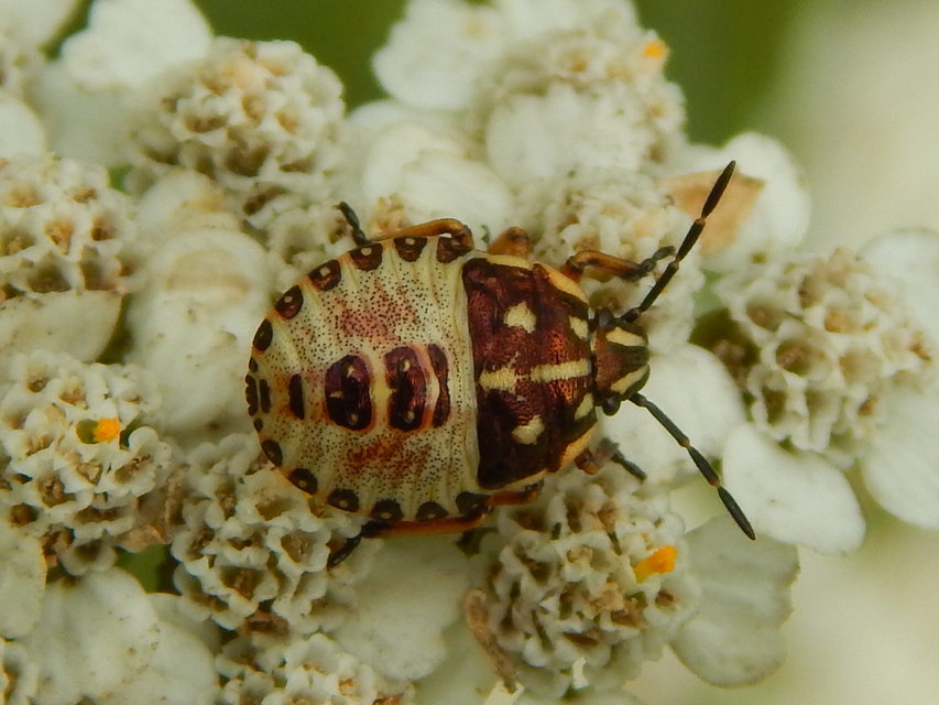 Carpocoris Carpocoris