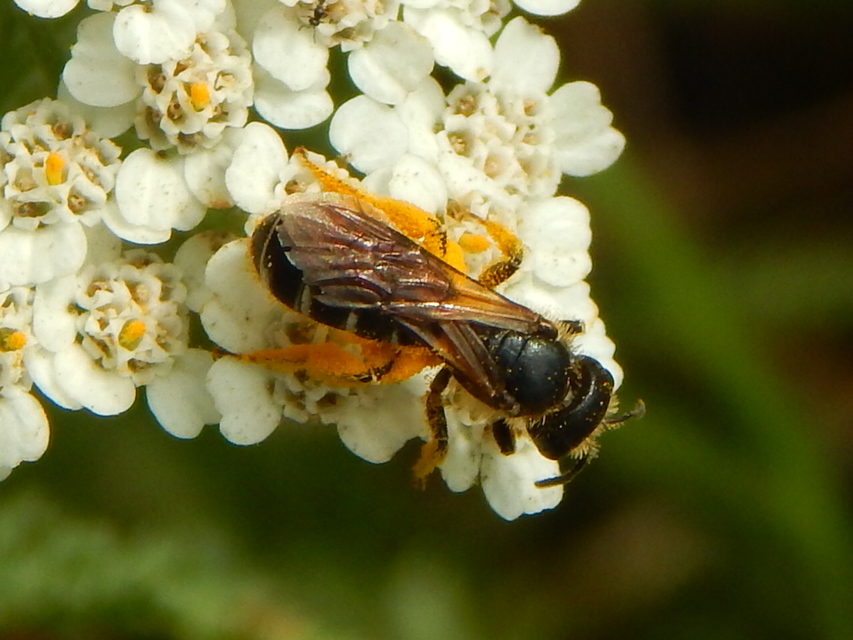 Hymenoptera - Hártyásszárnyúak