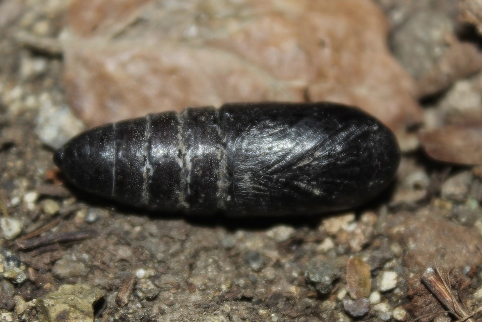 Peridea anceps - füstös púposszövő