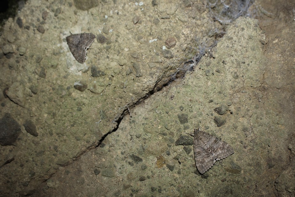 Catocala nupta - piros övesbagoly