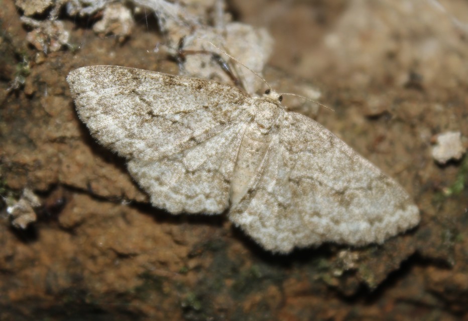 Ectropis crepuscularia - avararaszoló