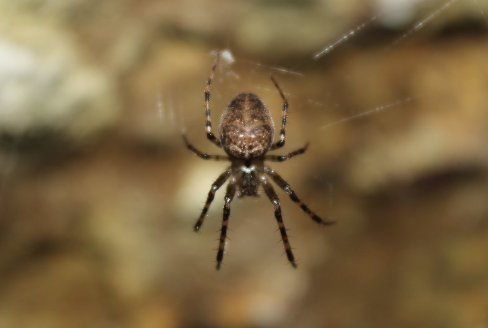 Metellina merianae - rejtett keresztespók
