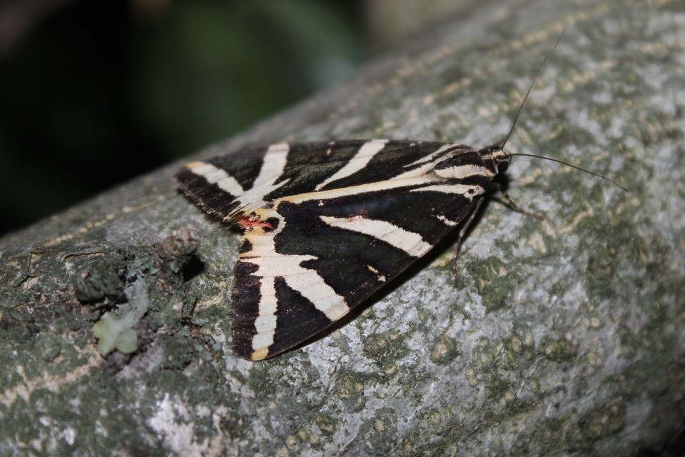Euplagia quadripunctaria - csíkos medvelepke