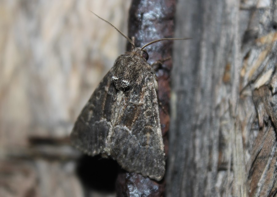 Thalpophila matura - fakó erdeibagoly
