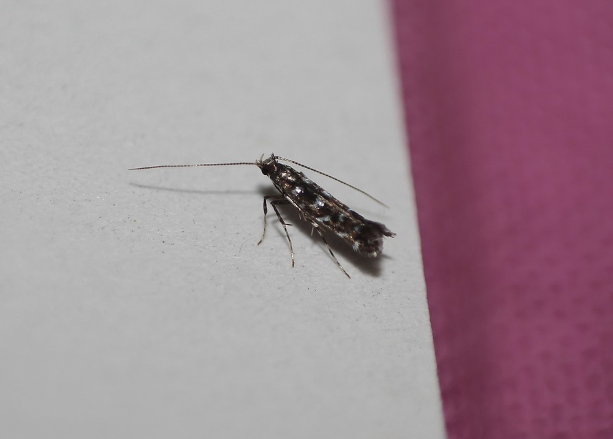 Gracillariinae