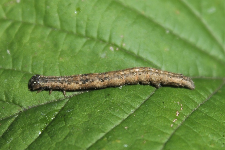 Dysgonia algira - déli porcelánbagoly