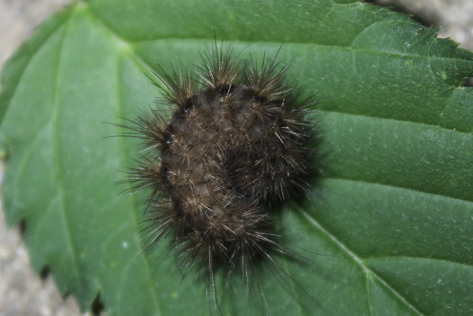Arctia villica - fekete medvelepke