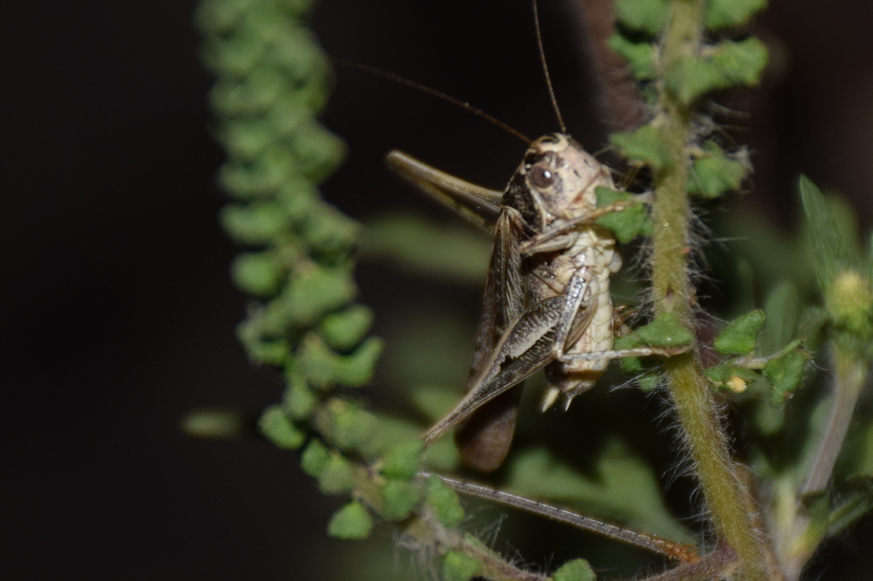 Platycleis affinis - púposhasú rétiszöcske