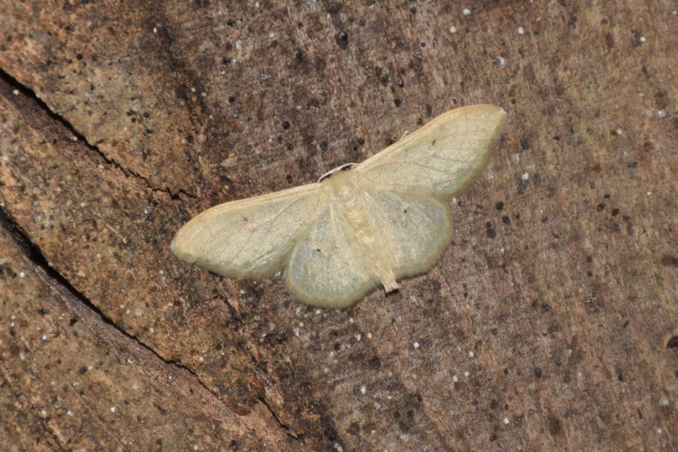 Idaea straminata - szalmasárga sávosaraszoló