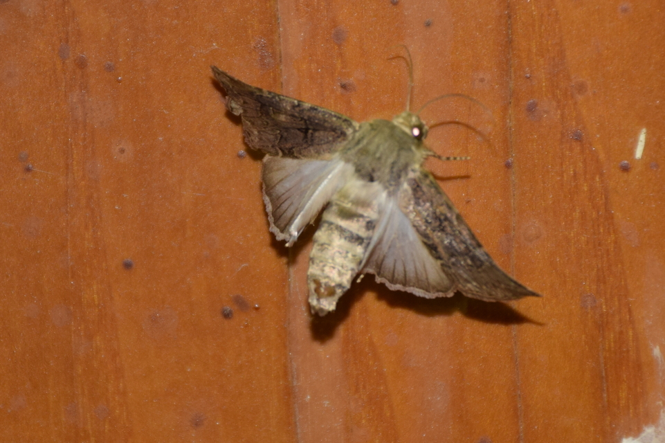 Agrotis bigramma - kétjegyű földibagoly