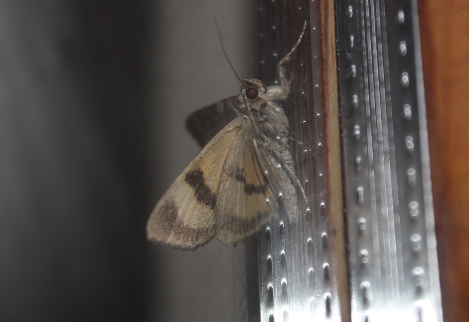 Catocala hymenaea - kökény-övesbagoly