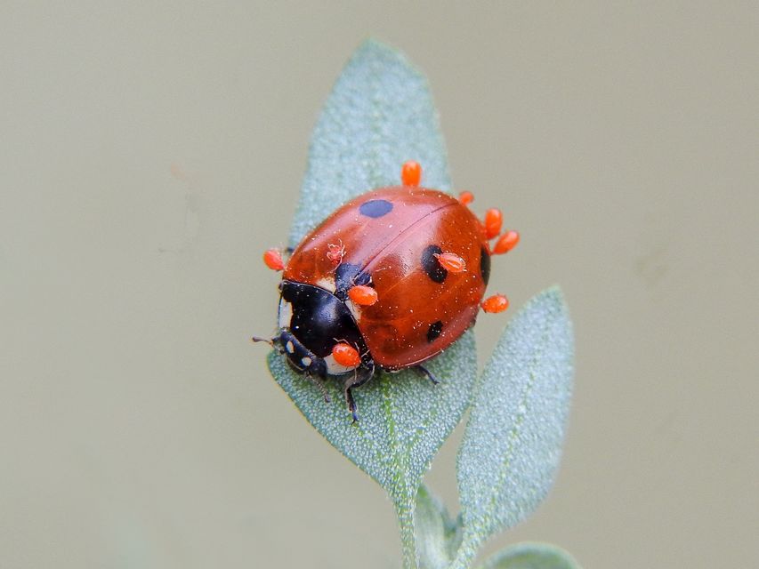 Coccinella septempunctata - hétpettyes katica