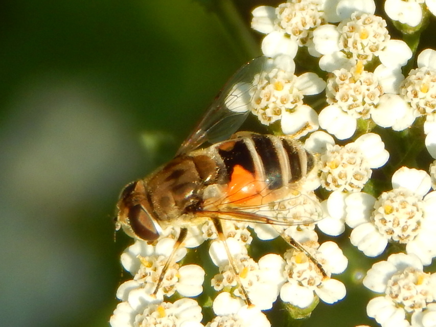 Eristalis arbustorum - fehérarcú herelégy