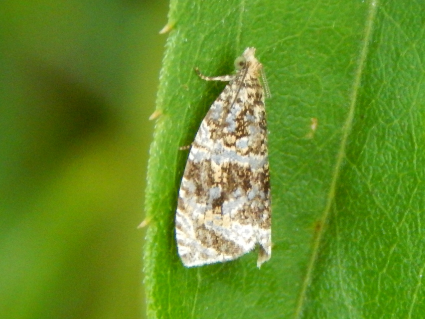 Celypha lacunana - vízparti tükrösmoly