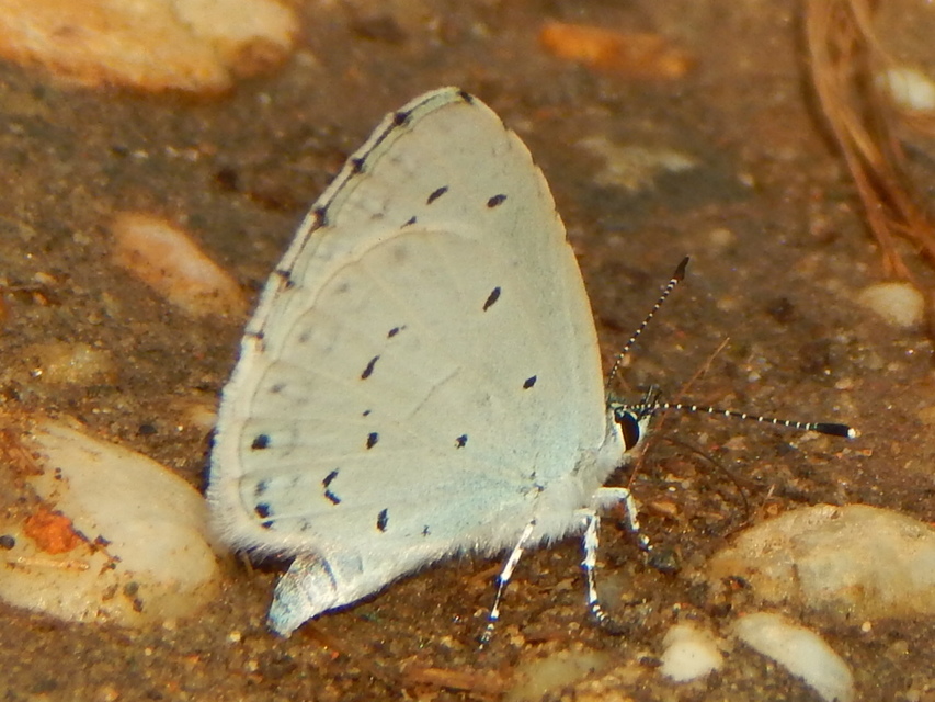 Celastrina argiolus - bengeboglárka