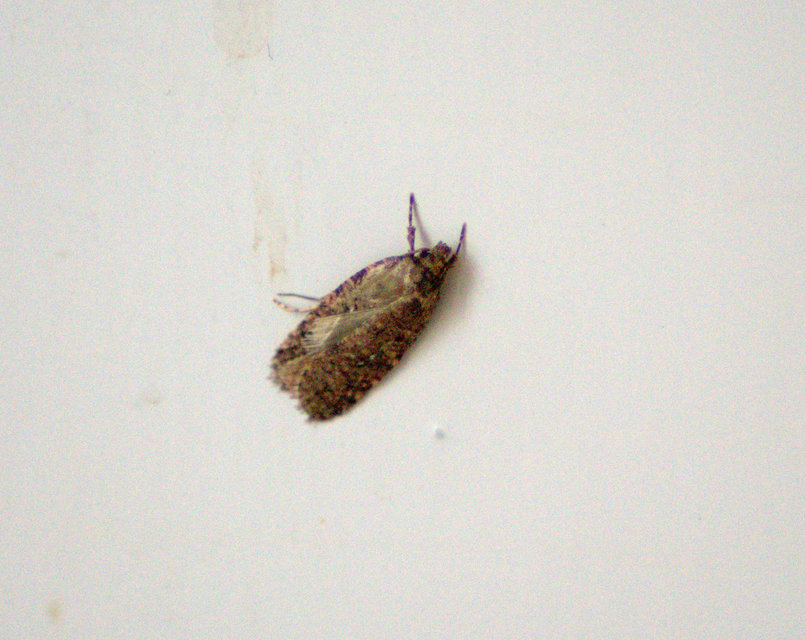 Depressariidae - laposmolyfélék