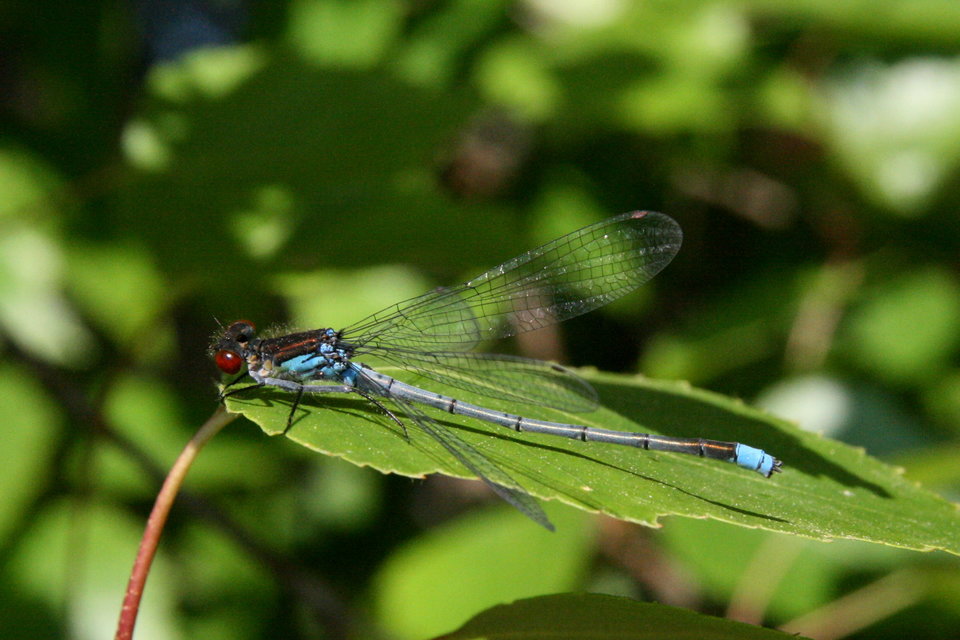 Erythromma najas - nagy pirosszemű-légivadász