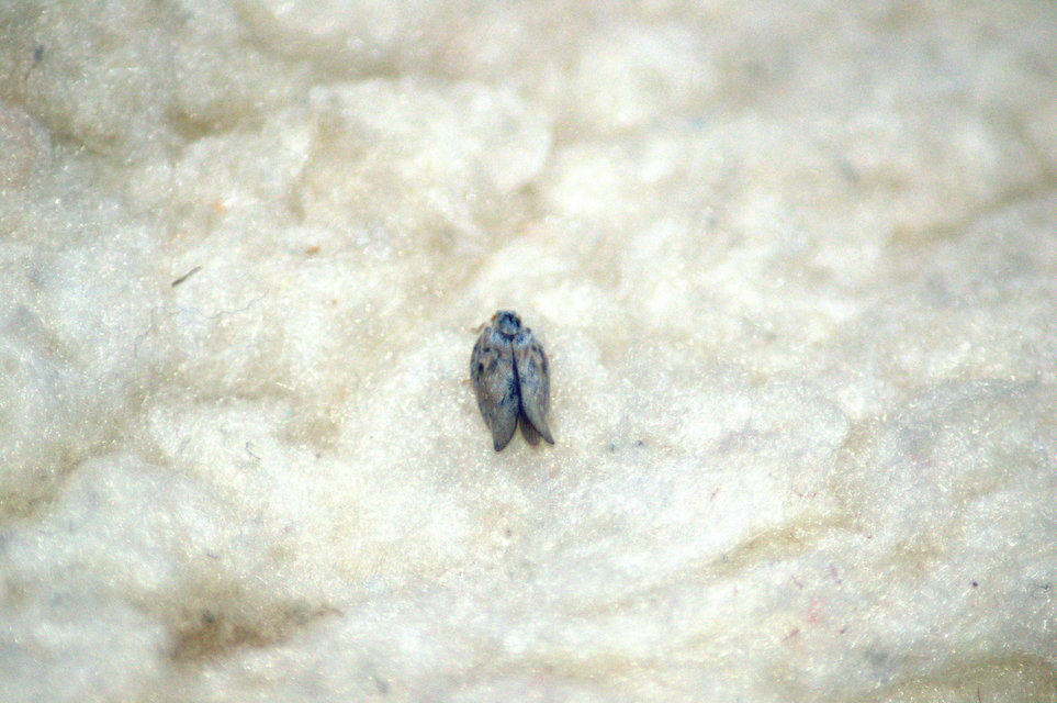 Metcalfa pruinosa - amerikai lepkekabóca