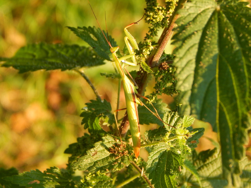 Mantis religiosa - imádkozósáska