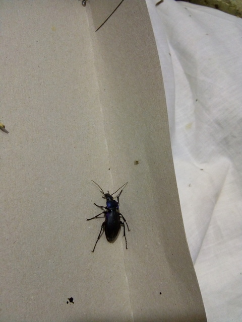 Carabus violaceus - kékfutrinka