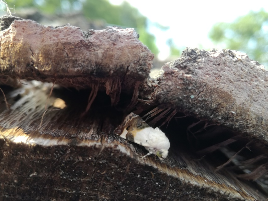 Acontia lucida - fehér nappalibagoly