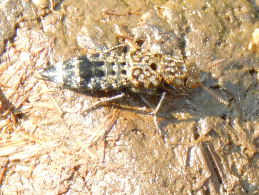 Ontholestes murinus - márványos holyva