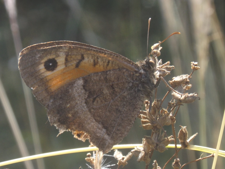 Arethusana arethusa - közönséges szemeslepke