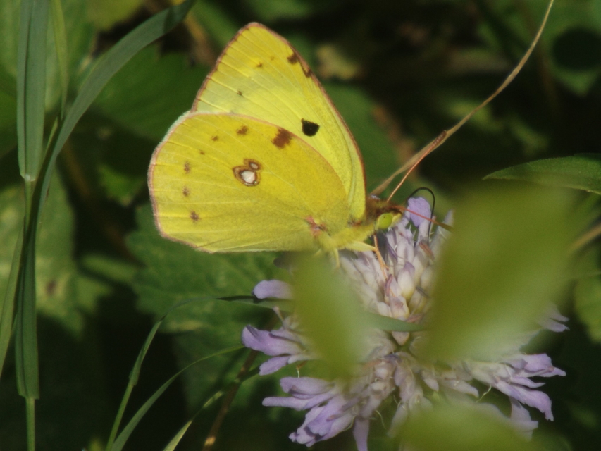Colias hyale/alfacariensis