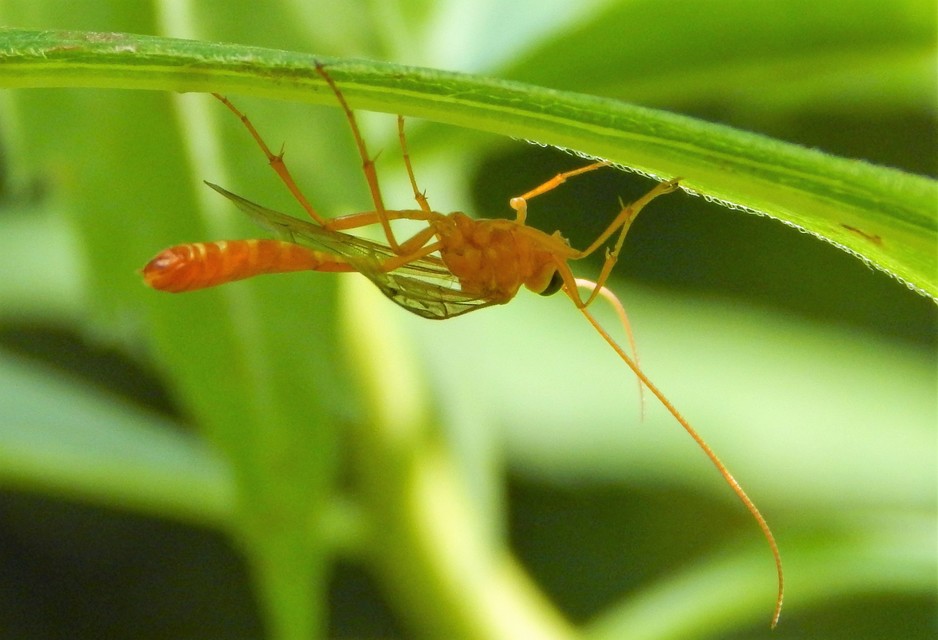 Enicospilus