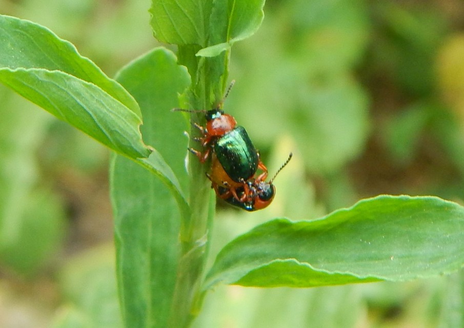 Gastrophysa polygoni - paraj-levélbogár Gastrophysa polygoni - paraj-levélbogár