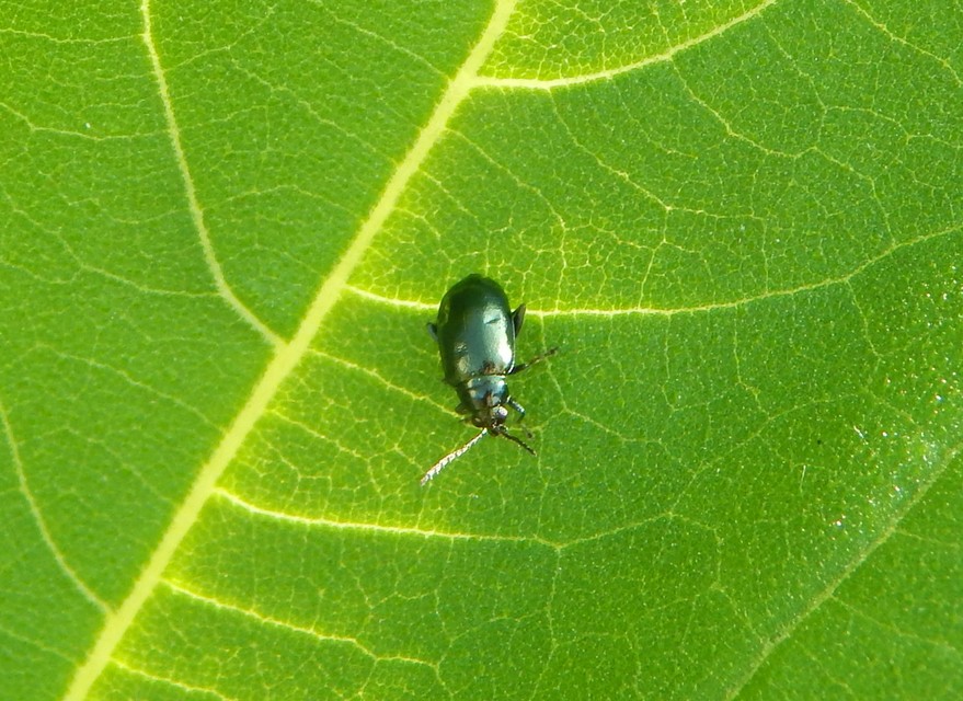 Altica