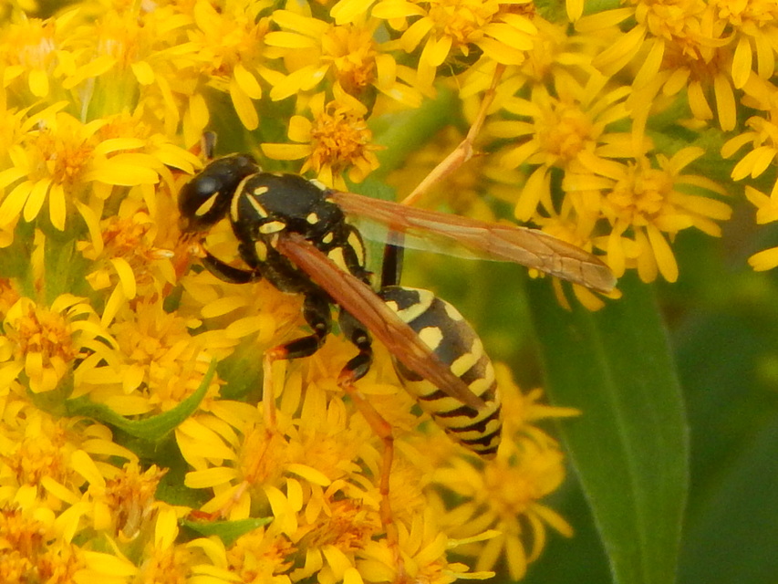 Polistes - papírdarazsak