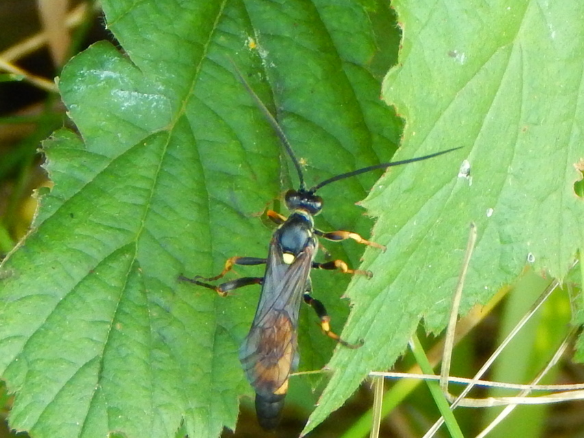 Ichneumonidae - valódi fürkészdarazsak